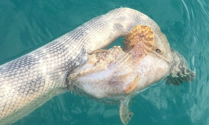 ภาพตื่นตาในท้องทะเล ฉากต่อสู้หาดูยาก งูกินปลา ปลากินงู