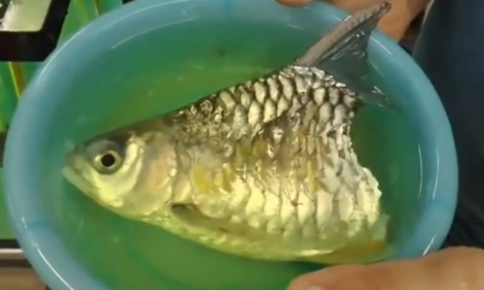 "เจ้าบุญครึ่ง" ปลาลำตัวครึ่งท่อน ติดเชื้อ-เสียชีวิตแล้ว