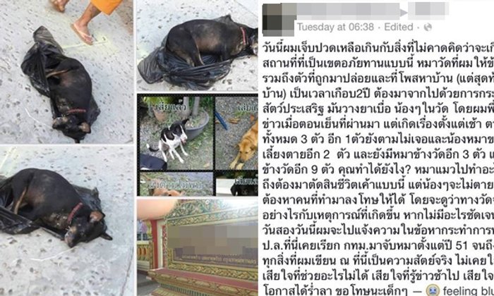 แชร์ว่อนเน็ต! หมาแมววัดดัง ถูกจับใส่ถุงดำโยนลงน้ำจนตาย