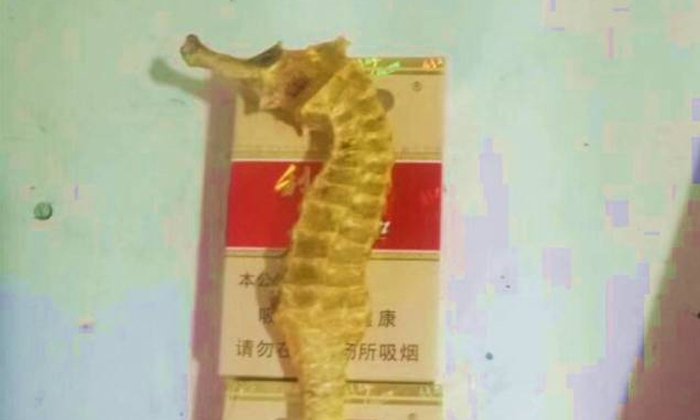 ตะลึง! ชาวประมงจีนจับได้ม้าน้ำสีทองสุดหายาก