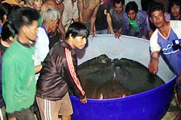 ตะลึง!จับปลาราหูยักษ์