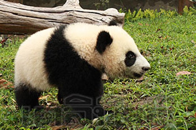 ผิดหวังชมครอบครัวแพนด้าเดินกำแพงเมืองจีน