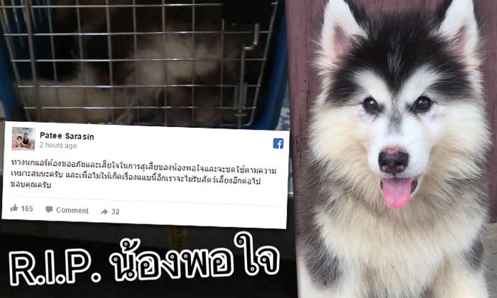"นกแอร์" ขอโทษ-ประกาศไม่รับขนส่งสัตว์ หลังมีสุนัขตาย