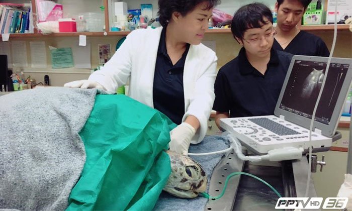 “ทีมแพทย์” เผย “เต่าออมสิน” อาการน่าเป็นห่วง หลังผ่าตัดช่วยชีวิตรอบสอง