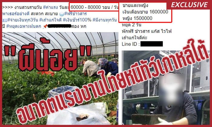 แกะรอย “ผีน้อย” คนไทยหนีทัวร์เข้าขุดทองในเกาหลีใต้