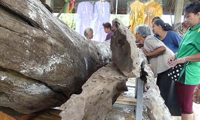 ตะเคียนสามพี่น้องโผล่ในคลองระบายน้ำยม ชาวบ้านแตกตื่นทาแป้งยกใหญ่