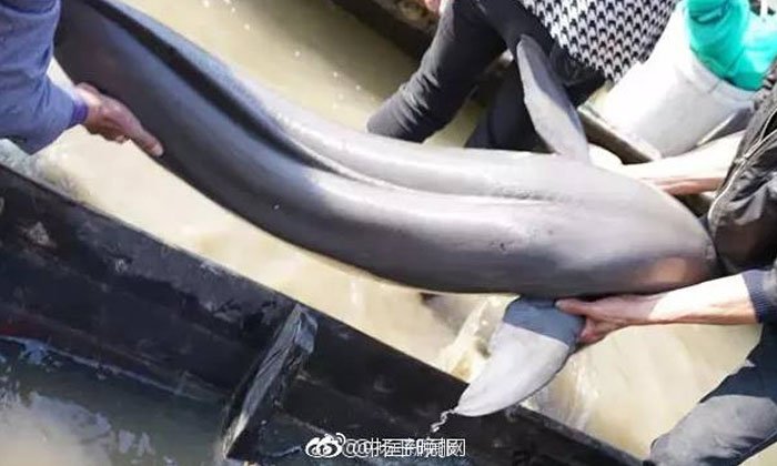 ชาวประมงจีนปล่อยโลมาหายาก แม้มีคนเสนอเงินซื้อหลายแสนก็ไม่ขาย