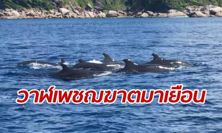 ตื่นตาตื่นใจ ฝูงวาฬเพชฌฆาตดำนับสิบ โผล่ว่ายโชว์ตัวหมู่เกาะสิมิลัน