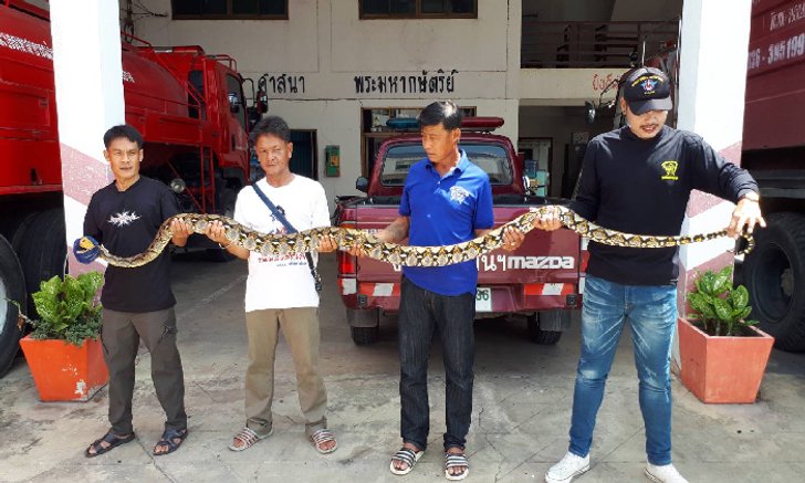 เจ้าหน้าที่ดับเพลิงช่วยจับงูเหลือมขนาดใหญ่ ติดตาข่ายจนเกือบจมน้ำตาย!