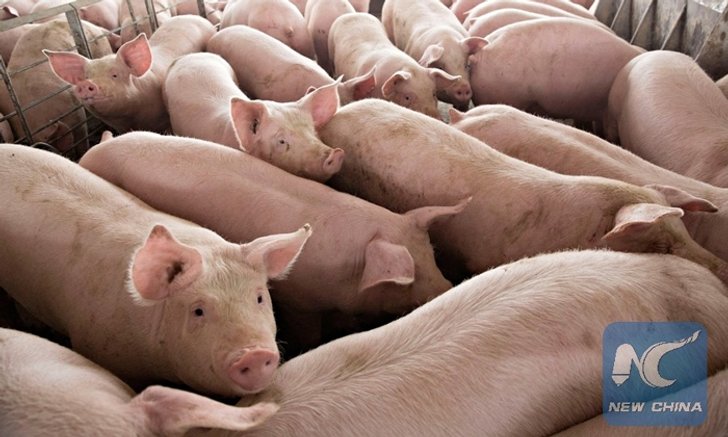เวียดนามกำจัดสุกร 2.84 ล้านตัว ตัดตอนไข้หวัดหมูแอฟริกัน