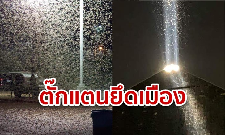 ตั๊กแตนนับล้านบุกลาสเวกัส จนเรดาร์อากาศจับได้ ผู้เชี่ยวชาญเชื่อ กินเวลาหลายสัปดาห์