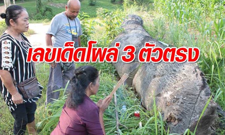แห่ขอเลขก่อนหวยออก! ไม้ตะเคียนเฮี้ยน เลขโผล่ชัดสามตัวตรง