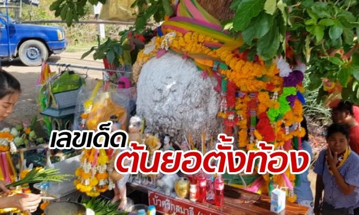 คอหวยบูชา "ต้นยอป่าตั้งท้อง" ลูบไล้-โรยแป้ง ลือให้โชคมาหลายงวด