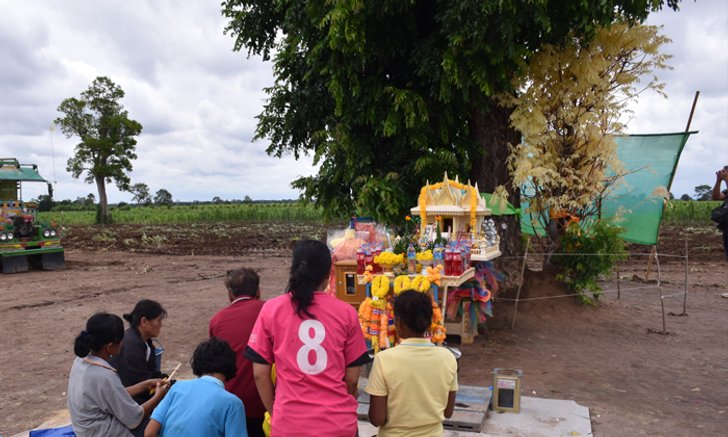 แห่ขอหวยต้นสะเดาสีทอง หลังงวดที่แล้ว "แม่หมอแมว" เข้าทรงให้โชคเลขท้ายเป๊ะ