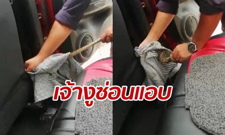 สาวจีนแทบช็อก! ขับรถเที่ยวเชียงใหม่ เจองูเลื้อยขึ้นตัดหน้ากระจก