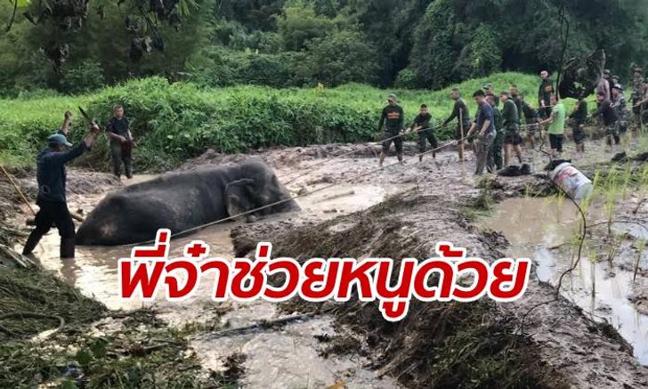 เจ้าหน้าที่ช่วยสุดใจ "พังนิ่มนวล" ช้างป่าสาวตกทรายดูด สำเร็จใน 8 ชั่วโมง