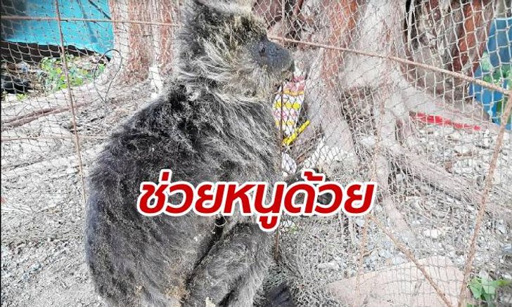 เวทนา "ค่าง" หลงฝูงโดนไฟฟ้าช็อตร่วงตกพื้น ชาวบ้านปั๊มหัวใจยื้อชีวิต