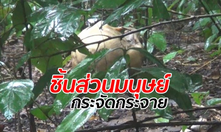 คนเก็บเห็ดช็อก โครงกระดูกมนุษย์กระจายเกลื่อนป่า เจอหลักฐานบอกชื่อ "สุรศักดิ์"