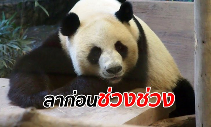 แพนด้า "ช่วงช่วง" ตายแล้ว จู่ๆ ก็ล้มลงสิ้นใจ สวนสัตว์เชียงใหม่เร่งชันสูตรหาสาเหตุ