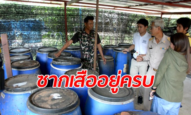 เปิดถังพิสูจน์ ซากเสือโคร่งวัดหลวงตาบัวอยู่ครบทุกตัว ชำแหละแช่ฟอร์มาลีนแล้วฝังดิน