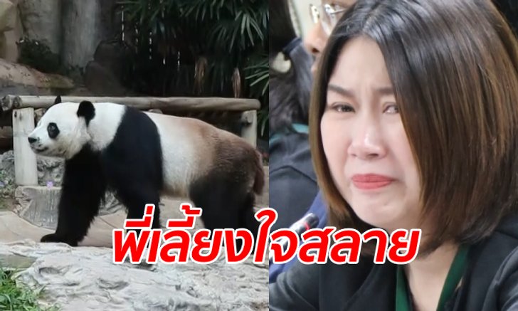 สัตวแพทย์ยังไม่รู้สาเหตุ "ช่วงช่วง" ตายกะทันหัน ทำประกันชีวิตแพนด้าไว้ 15 ล้าน