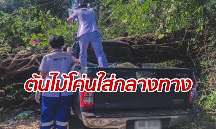 ต้นไม้ใหญ่ 100 ปี โค่นทับกระบะกลางถนน กู้ภัยช่วยเป็นชั่วโมง-ดับคาซาก
