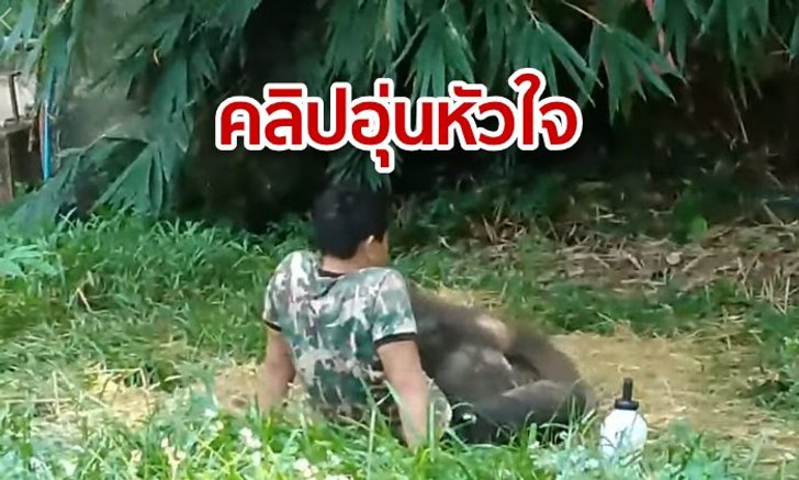 คลิปอุ่นหัวใจดังไกลทั่วโลก เมื่อช้างน้อย "ชบาแก้ว" อ้อนขอนอนตักเจ้าหน้าที่ (ชมคลิป)