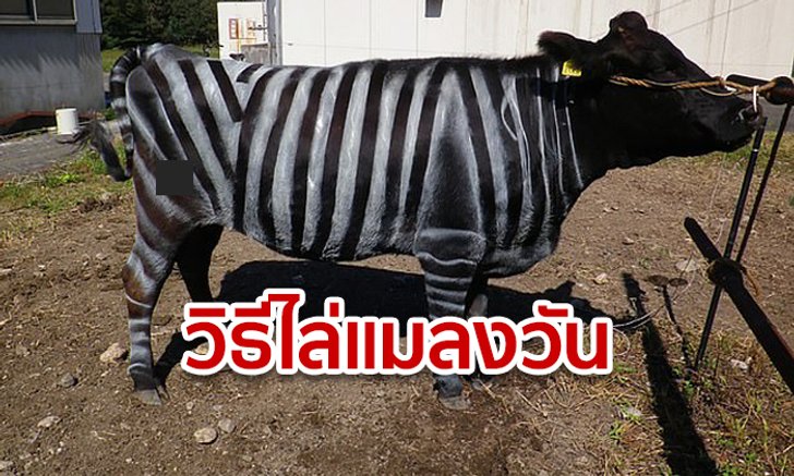 นี่วัวหรือม้าลาย! ญี่ปุ่นไอเดียบรรเจิด ทาสีขาวสลับดำ อ้างไล่แมลงได้ 50% น้องสบายตัว