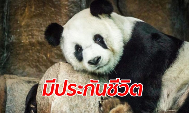 "วราวุธ" โล่งอก "แพนด้าช่วงช่วง" หัวใจวายตาย ไทยไม่ต้องจ่ายชดเชยเพิ่ม