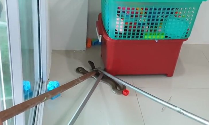 ฝรั่งวิ่งป่าราบ! เจองูจงอางเลื้อยบุกต่อหน้า คอหวยจับตาเลขที่บ้าน