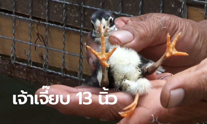 คอหวยแห่ตีเลขเด็ด ลูกไก่ 3 ขา 5 นิ้ว ปศุสัตว์คาดเป็นอวัยวะของแฝดที่ตายไป
