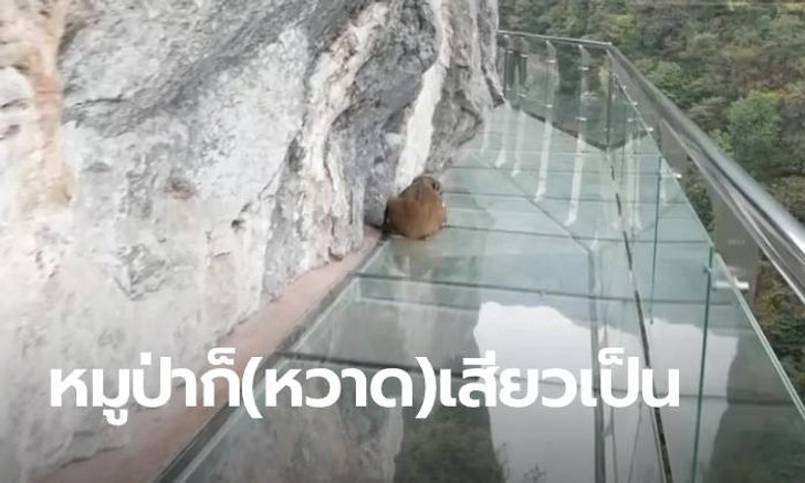 จะเกิดอะไรขึ้น? เมื่อ "หมูป่า" บังเอิญหลงไปอยู่บน "ทางเดินกระจกริมผา"