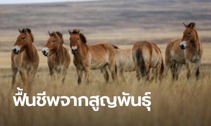 "ม้าป่ามองโกล" ฟื้นชีพจากที่เคยสูญพันธุ์ เกิดใหม่ทุบสถิติสูงเป็นประวัติการณ์