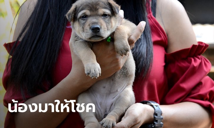 ฮือฮา น้องมีบุญ หมา 20 นิ้ว รอดตัวเดียวในคอก เจ้าของได้โชค 2 ตัวตรงๆ ตั้งแต่เกิด