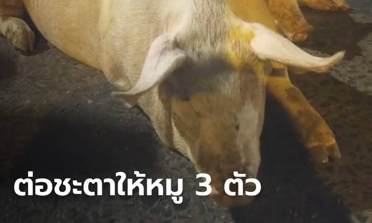 สาวใหญ่ควักเงินหมื่น ไถ่ชีวิต 3 หมูโดดรถหนีตาย ระหว่างทางไปโรงฆ่าสัตว์