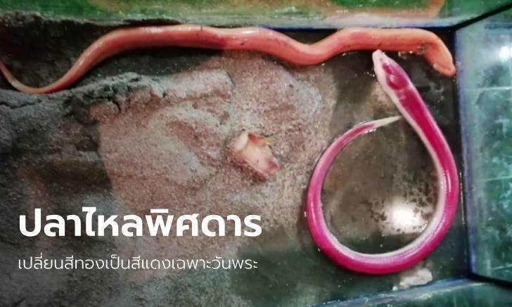 วัดแทบแตก! แห่พิสูจน์ "ปลาไหลทอง" เปลี่ยนสีแดงอร่าม เชื่อมากับโชค