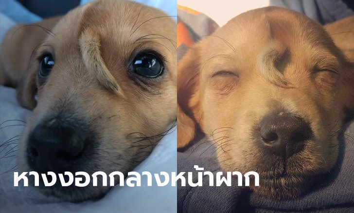 "นอร์วอล" น้องหมาสุดแปลก! หางจิ๋วงอกกลางใบหน้า คล้ายยูนิคอร์น ชาวเน็ตแห่ระดมทุนช่วย