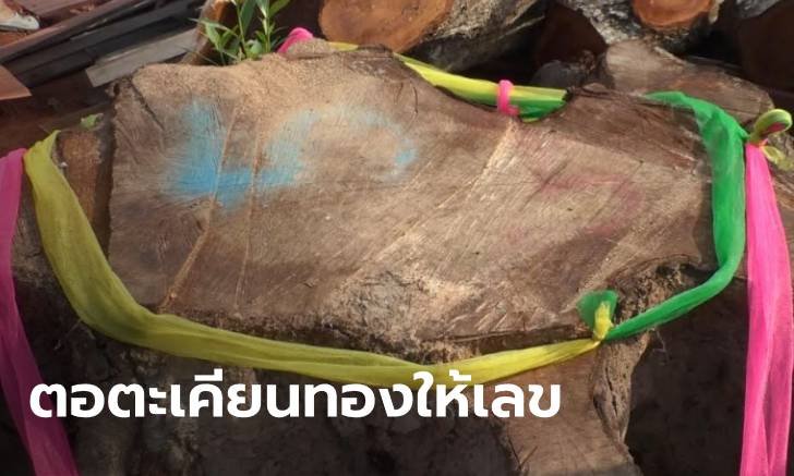 เลื่องลือทั้งจังหวัด ตอไม้ตะเคียนทองตกน้ำมัน แทงช่อ 3 กิ่ง 13 ยอด มากับโชค