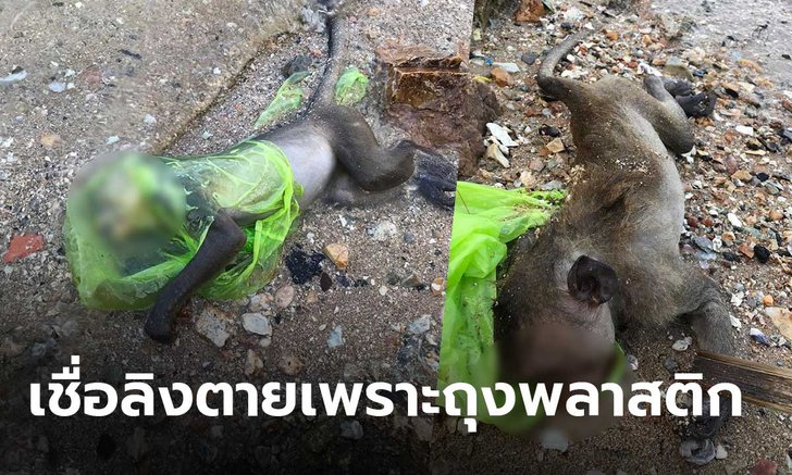 สะเทือนใจ! หนุ่มโพสต์ภาพลูกลิงลอยตายในทะเล หัวมีถุงพลาสติกครอบ