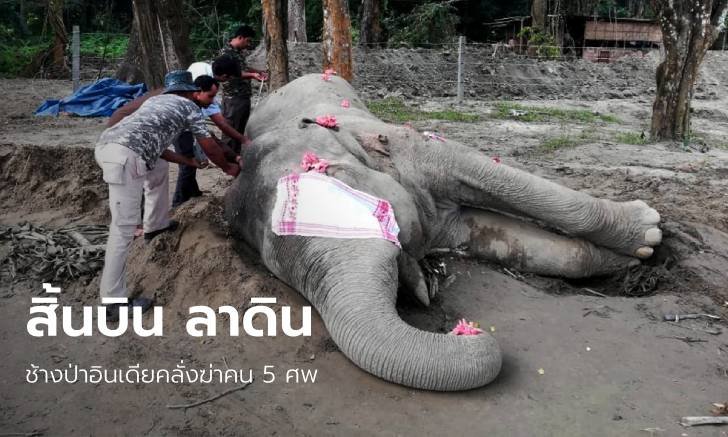 "บิน ลาดิน" ช้างป่าอินเดียล้มแล้ว หลังก่อเหตุอำมหิตสังหารหมู่ชาวบ้าน
