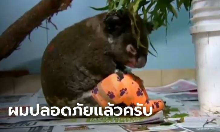 เปิดภาพ "โคอาลา" ปลอดภัยแล้ว หลังรอดตายเพราะนางฟ้าฝ่าไฟป่าไปช่วย