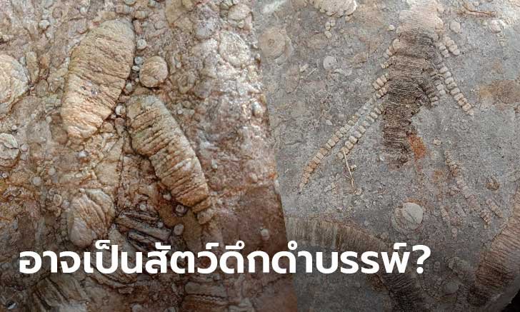 คอหวยแตกตื่น เจ้าของร้านอาหารโพสต์ภาพก้อนหินคล้ายซากฟอสซิลสัตว์โบราณ