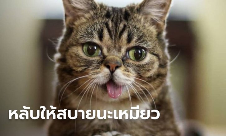 ทาสแมวสะอื้น "เจ้าลิลบับ" แมวแลบลิ้นในตำนาน สิ้นใจแล้วในวัย 8 ปี