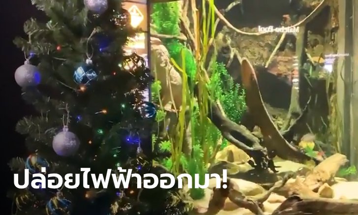 น้องปลาไหลไฟฟ้า ไม่ตกงาน! สวนสัตว์น้ำสหรัฐต่อสายลงตู้ เปิดไฟต้นคริสต์มาส