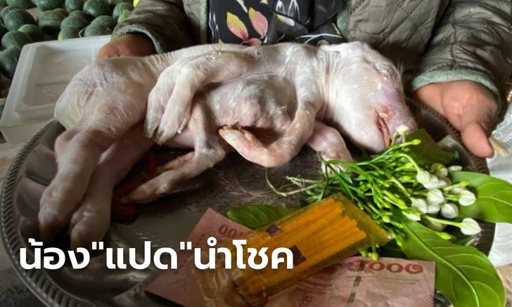 ฮือฮาทั้งตำบล ลูกหมูประหลาด เกิดมามี 8 ขา ชาวบ้านไม่พลาดส่องเลขเด็ดงวดนี้