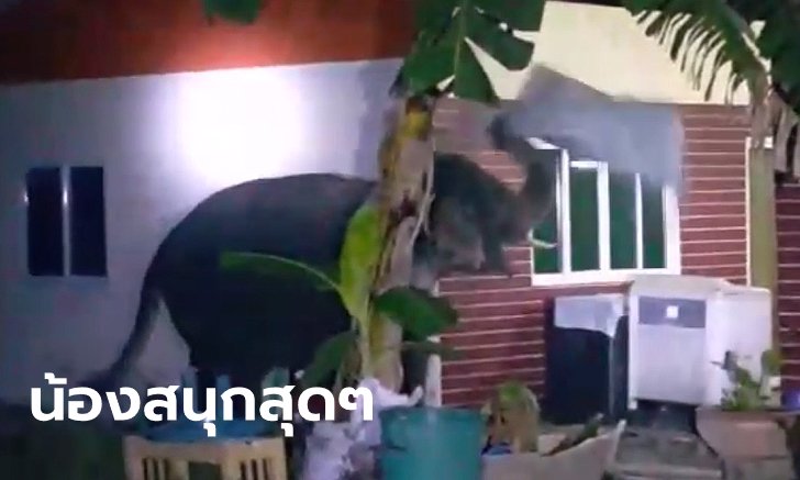 เปิดคลิปน่าเอ็นดู "ช้างป่า" บุกสวนชาวบ้าน มาทุกครั้งต้องแวะเล่นผ้าห่ม ดูแล้วโกรธไม่ลง