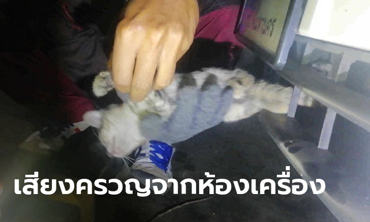 ลูกแมวหวิดดับ ซุกตัวในห้องเครื่อง เคราะห์ดี! คนขับได้ยินเสียง ขณะติดไฟแดง แจ้งคนช่วยทัน