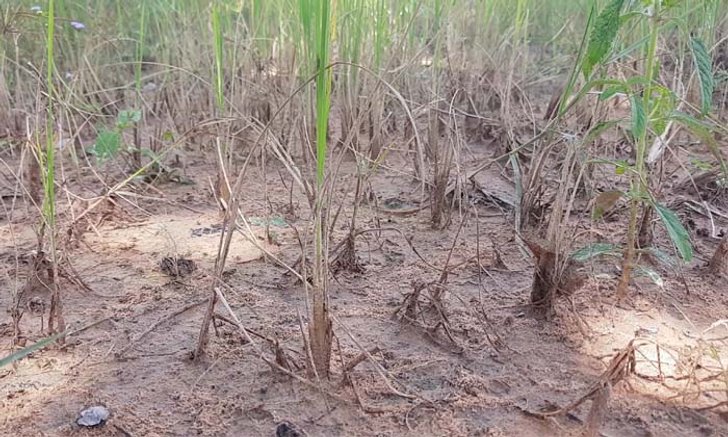 โคราชแล้งหนัก! 8 อำเภอเจอปัญหาฝนทิ้งช่วง นาข้าวยืนต้นตายนับแสนไร่