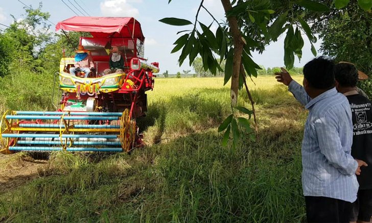 ภัยแล้งโคราชกระทบผู้ประกอบการ "รถเกี่ยวข้าว" คิวหาย-รายได้หดนับแสนบาท
