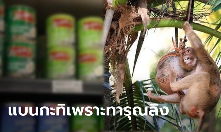 ห้างอังกฤษแห่แบน “กะทิไทย” เหตุใช้แรงงานลิงปีนเก็บมะพร้าว